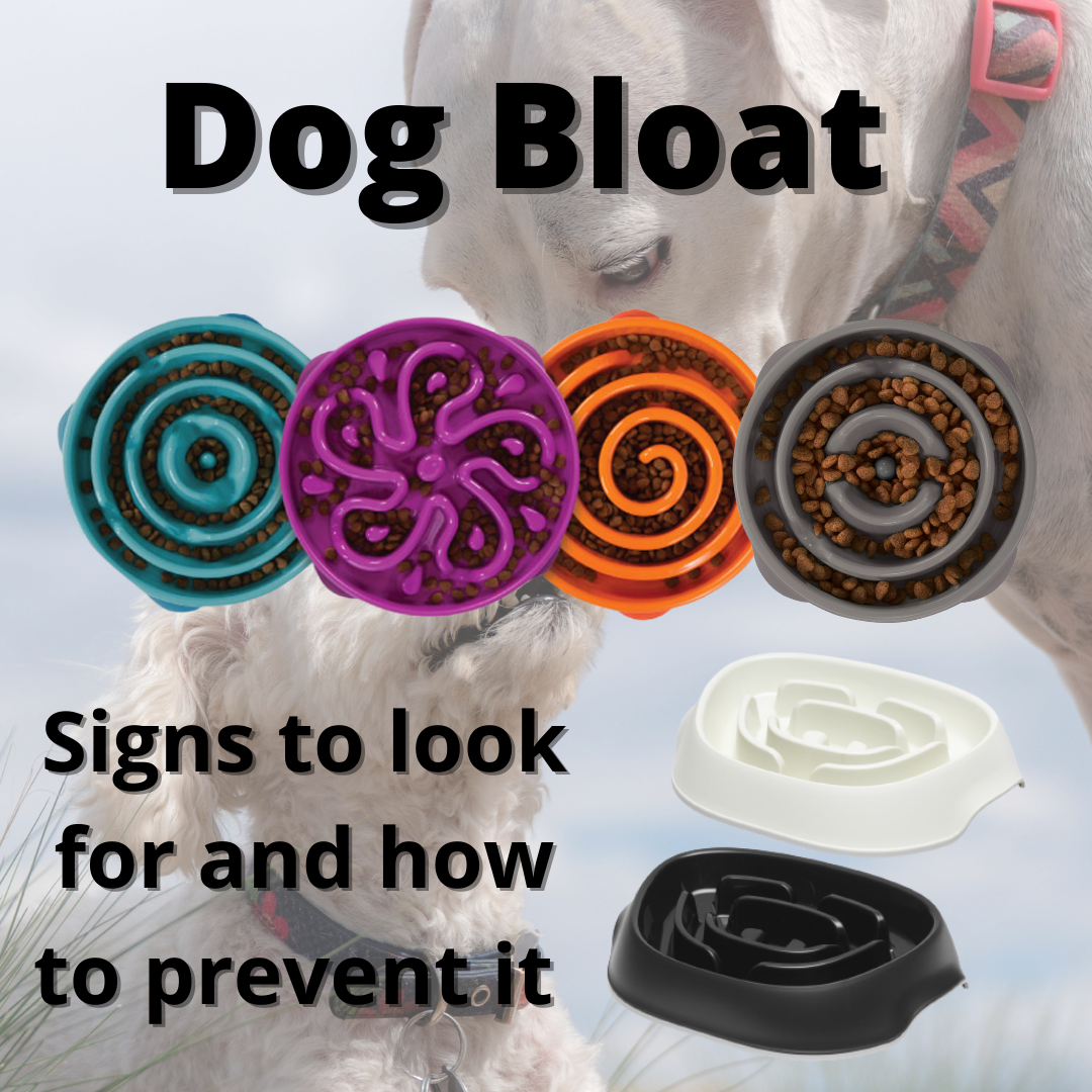 Dog Bloat: How To Protect Your Doggo – McMac Pet SA